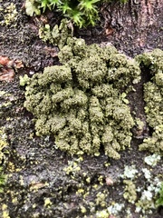 Melanohalea exasperatula