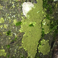 Melanohalea exasperatula