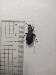 Carabus