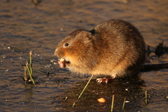 Arvicola amphibius
