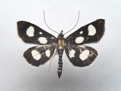 Anania funebris