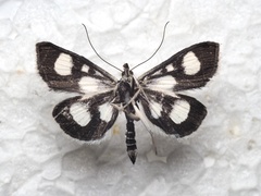 Anania funebris