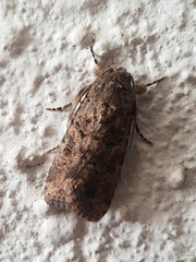 Spodoptera cilium