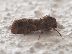 Spodoptera cilium