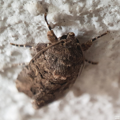 Spodoptera cilium