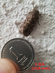 Spodoptera cilium