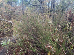 Calluna vulgaris