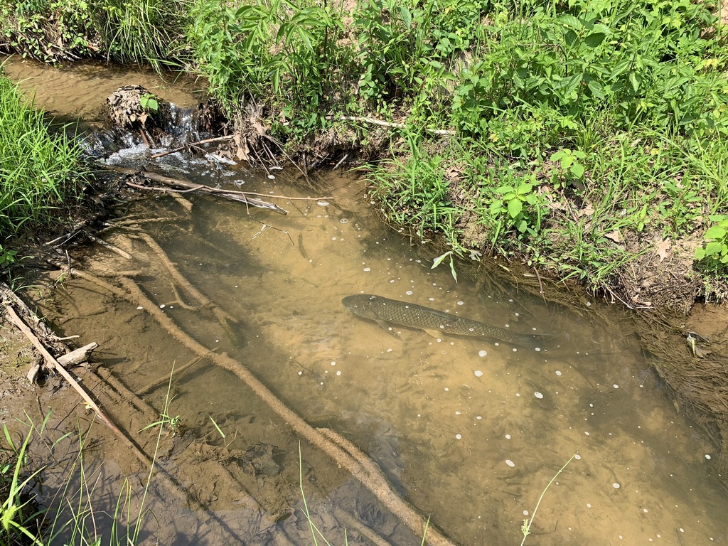 Grass Carp from Greene, Arkansas, United States on May 13, 2022 at 1126 AM by Brendan Kosnik