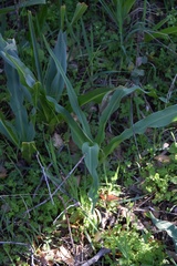 Chlorogalum pomeridianum
