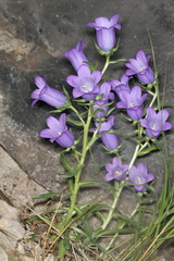 Campanula speciosa