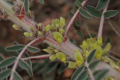 Astragalus akkensis