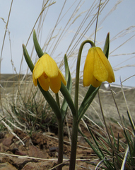 Fritillaria pudica