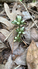Obolaria virginica