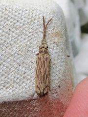Tenomerga cinerea