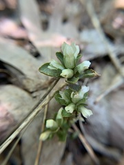 Obolaria virginica