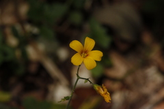 Oxalis dumetorum