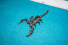 Heterometrus thorellii