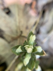 Obolaria virginica