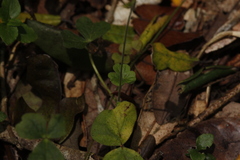 Oxalis dumetorum