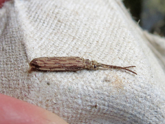 Tenomerga cinerea