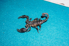 Heterometrus thorellii