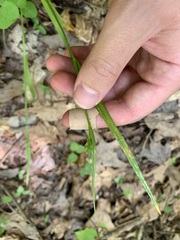 Carex blanda
