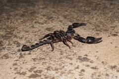 Heterometrus thorellii