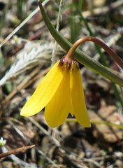 Fritillaria pudica