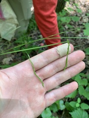 Carex debilis