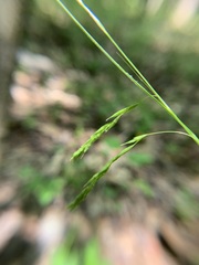 Carex debilis