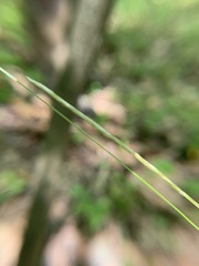 Carex debilis