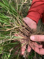 Carex debilis