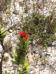 Lobostemon sanguineus