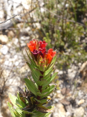 Lobostemon sanguineus
