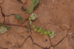 Lepidium lepidioides