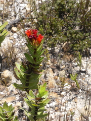 Lobostemon sanguineus