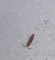 Willowsia nigromaculata