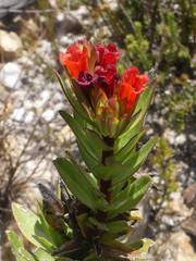 Lobostemon sanguineus