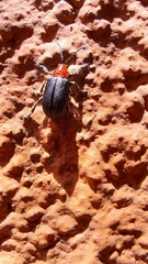 Cacoscelis nigripennis
