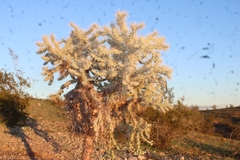 Cylindropuntieae
