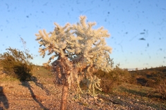 Cylindropuntieae