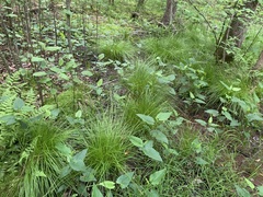 Carex bromoides bromoides