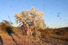 Cylindropuntieae