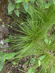Carex bromoides bromoides