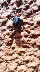 Cacoscelis nigripennis