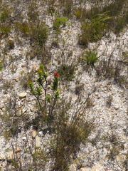 Lobostemon sanguineus