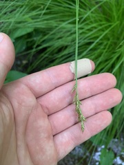 Carex bromoides bromoides