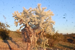 Cylindropuntieae