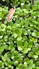 Callitriche stagnalis