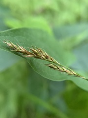 Carex bromoides bromoides